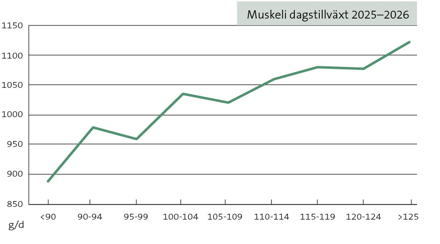 Muskeli dagstillväxt