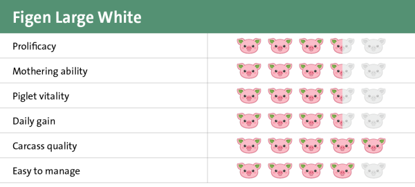 Figen Large White genetic potential 2026